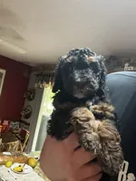 Angel, a female Poodle - Miniature  for sale in Malvern, OH – 1 of 5