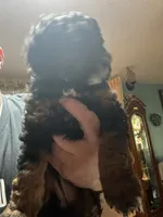 Angel, a female Poodle - Miniature  for sale in Malvern, OH – 2 of 5