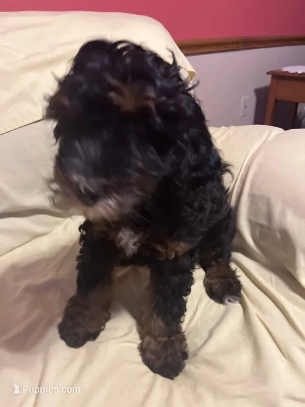 Reggie – Bernese Mountain Dog, Poodle - Miniature  puppy for sale in Malvern, OH