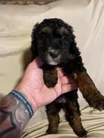 Angel, a female Poodle - Miniature  for sale in Malvern, OH – 3 of 5