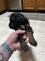 Reggie, a male Poodle - Miniature  for sale in Malvern, OH – 4 of 5