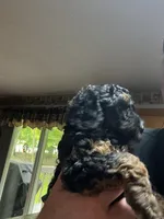Angel, a female Poodle - Miniature  for sale in Malvern, OH – 5 of 5