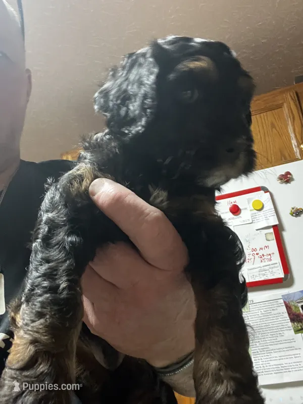 Reggie – Poodle - Miniature  puppy for sale in Malvern, OH