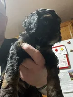 Reggie, a male Poodle - Miniature  for sale in Malvern, OH – 1 of 5