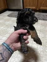 Reggie, a male Poodle - Miniature  for sale in Malvern, OH – 5 of 5