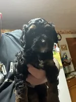 Reggie, a male Poodle - Miniature  for sale in Malvern, OH – 3 of 5