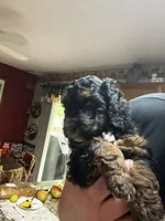 Angel, a female Poodle - Miniature  for sale in Malvern, OH – 4 of 5