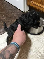 Reggie, a male Poodle - Miniature  for sale in Malvern, OH – 2 of 5