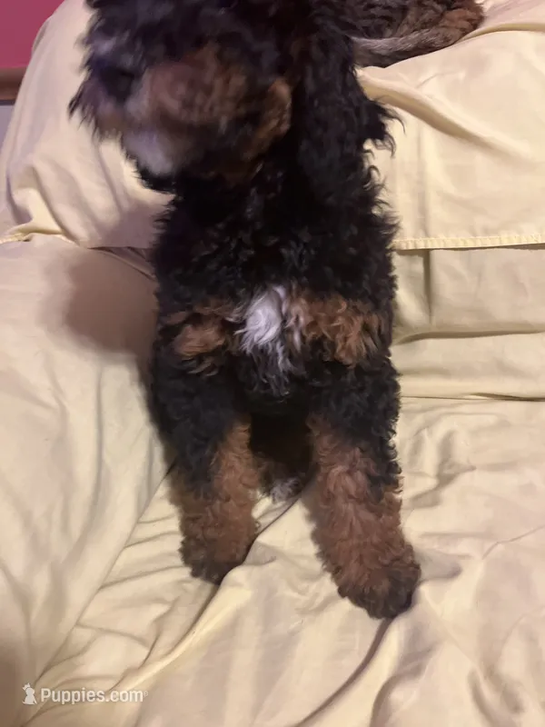 Angel – Bernese Mountain Dog, Poodle - Miniature  puppy for sale in Malvern, OH