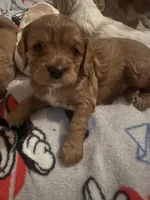 BEAR, a male Cavapoo for sale in Coweta, OK – Photo 2 of 5