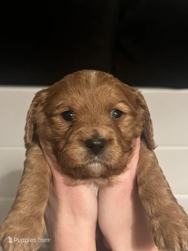 BEAR – Cavapoo puppy for sale in Coweta, OK