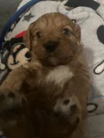 BEAR, a male Cavapoo for sale in Coweta, OK – Photo 3 of 5