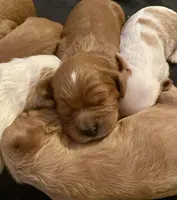 BEAR, a male Cavapoo for sale in Coweta, OK – Photo 5 of 5