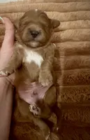 BEAR, a male Cavapoo for sale in Coweta, OK – Photo 4 of 5