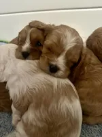 TONKA, a male Cavapoo for sale in Coweta, OK – Photo 6 of 6