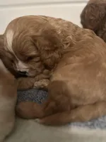 TONKA, a male Cavapoo for sale in Coweta, OK – Photo 5 of 6