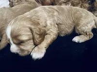 TONKA, a male Cavapoo for sale in Coweta, OK – Photo 4 of 6