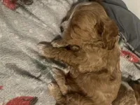 TONKA, a male Cavapoo for sale in Coweta, OK – Photo 3 of 6