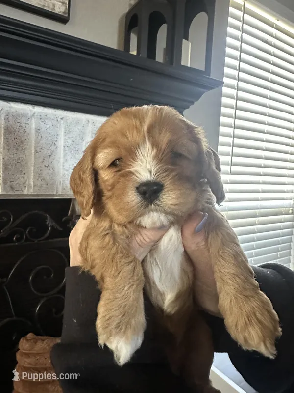 TONKA, a male Cavapoo for sale in Coweta, OK – Photo 1 of 6