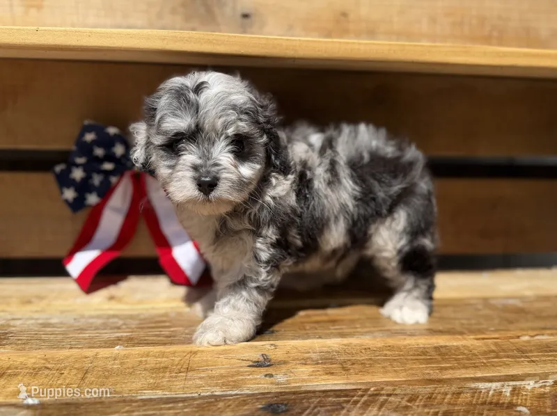 Tripp- Toy – Miniature Aussiedoodle puppy for sale in Verona, MO