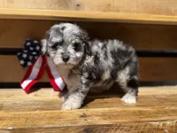 Tripp- Toy, a male Miniature Aussiedoodle for sale in Verona, MO – 1 of 9