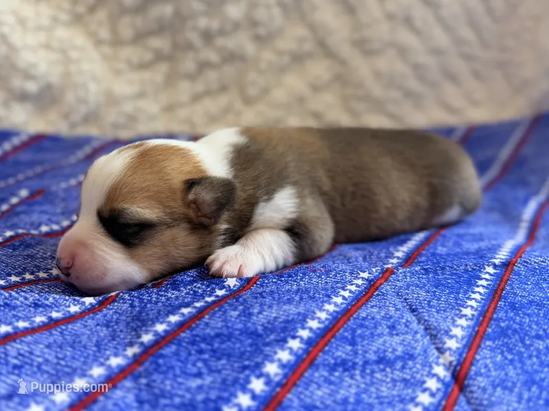 Lady – Pembroke Welsh Corgi puppy for sale in Verona, MO