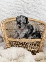 Nolan- TOY, a male Miniature Aussiedoodle for sale in Verona, MO – 5 of 7
