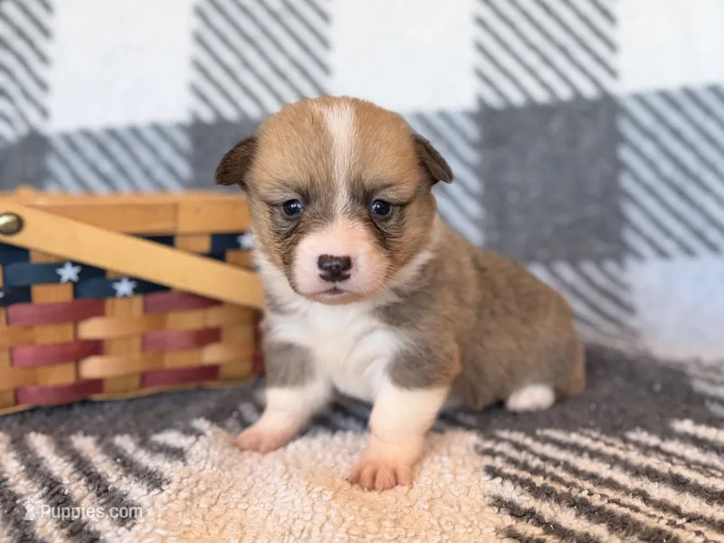 Maverick – Pembroke Welsh Corgi puppy for sale in Verona, MO
