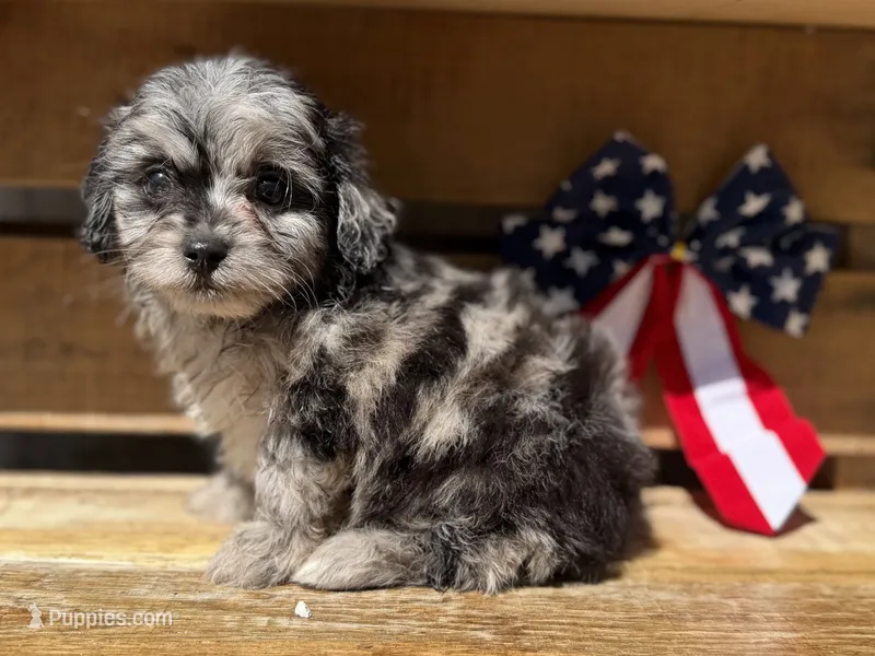 Nolan- TOY – Miniature Aussiedoodle puppy for sale in Verona, MO
