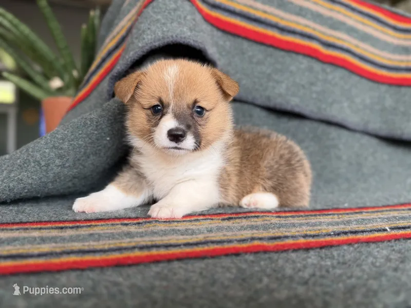 Woodrow – Pembroke Welsh Corgi puppy for sale in Verona, MO