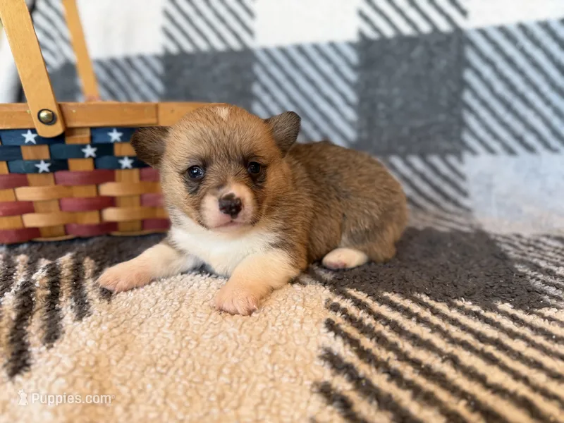 Rose – Pembroke Welsh Corgi puppy for sale in Verona, MO