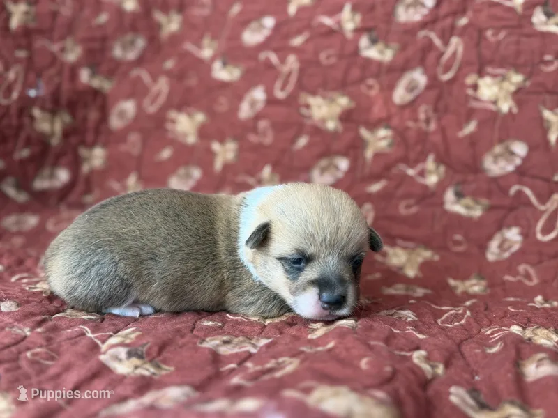 Lorie – Pembroke Welsh Corgi puppy for sale in Verona, MO