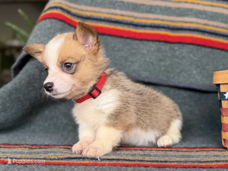 Lady – Pembroke Welsh Corgi puppy for sale in Verona, MO