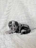 Tripp- Toy, a male Miniature Aussiedoodle for sale in Verona, MO – 5 of 9