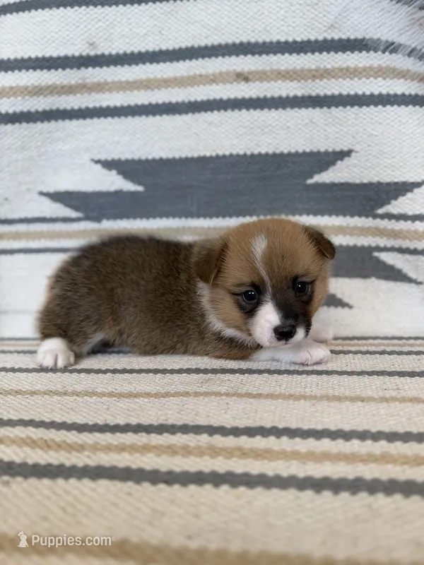 Woodrow – Pembroke Welsh Corgi puppy for sale in Verona, MO