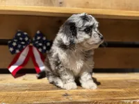 Tripp- Toy, a male Miniature Aussiedoodle for sale in Verona, MO – 8 of 9