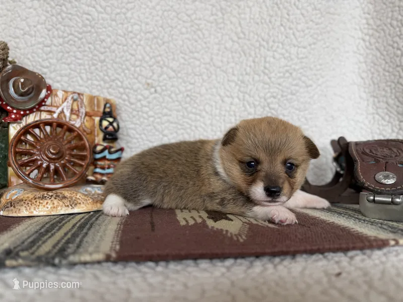 Lorie – Pembroke Welsh Corgi puppy for sale in Verona, MO