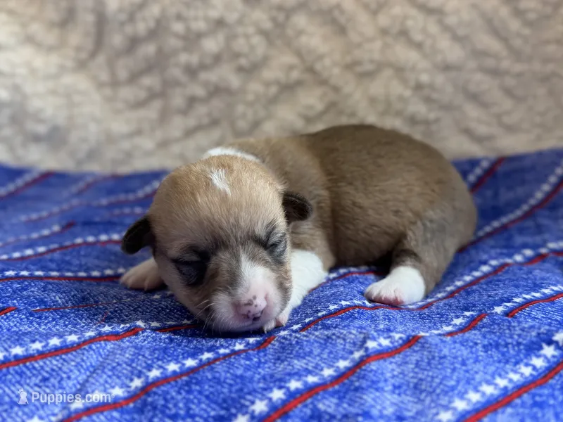 Rose – Pembroke Welsh Corgi puppy for sale in Verona, MO