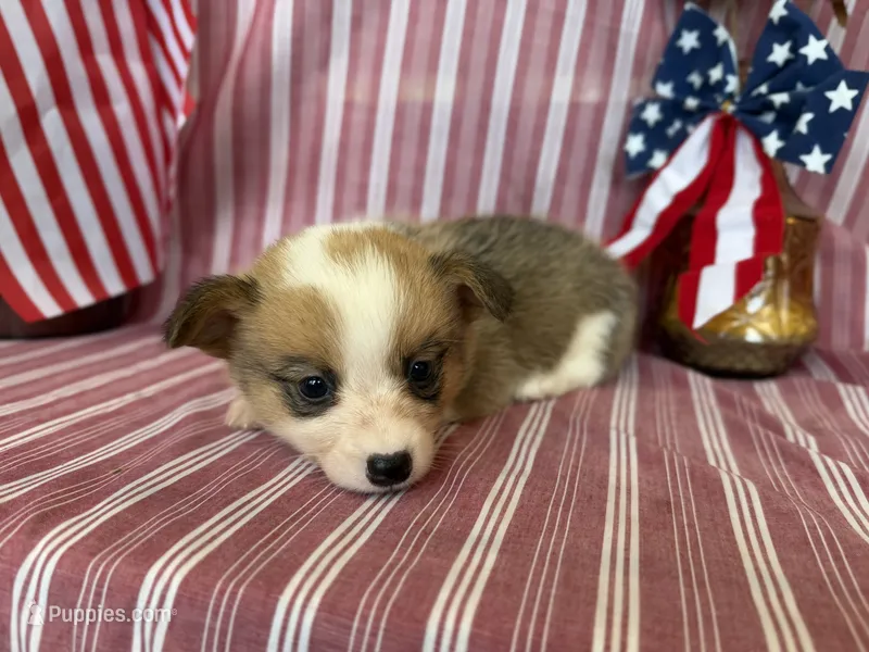Lady – Pembroke Welsh Corgi puppy for sale in Verona, MO