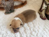 Woodrow, a male Pembroke Welsh Corgi for sale in Verona, MO – 3 of 4