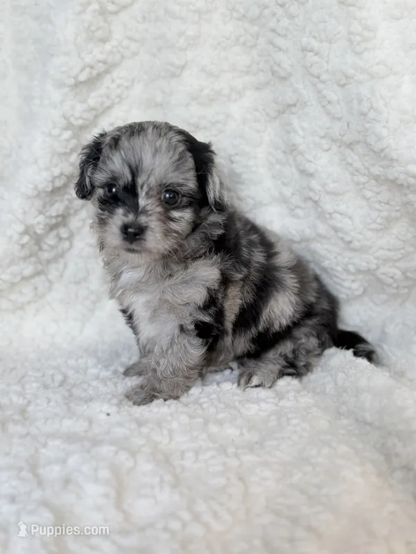 Nolan- TOY – Miniature Aussiedoodle puppy for sale in Verona, MO