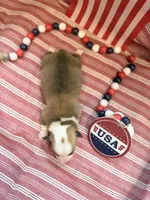 General, a male Pembroke Welsh Corgi for sale in Verona, MO – 2 of 2