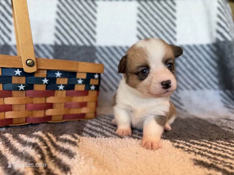 Lady – Pembroke Welsh Corgi puppy for sale in Verona, MO