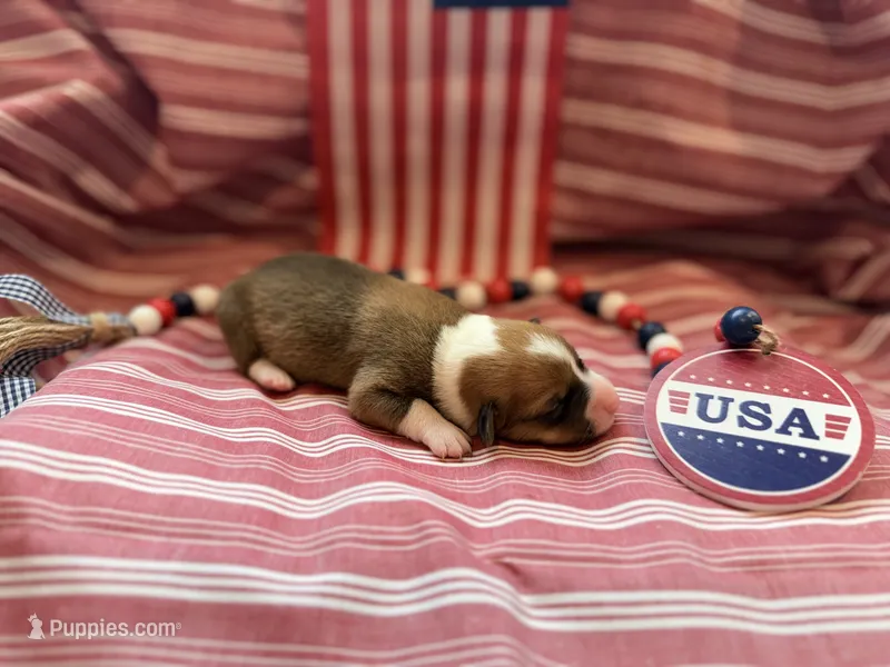 Maverick – Pembroke Welsh Corgi puppy for sale in Verona, MO