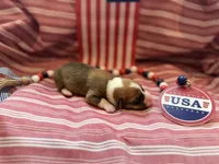 Maverick, a male Pembroke Welsh Corgi for sale in Verona, MO – 1 of 2
