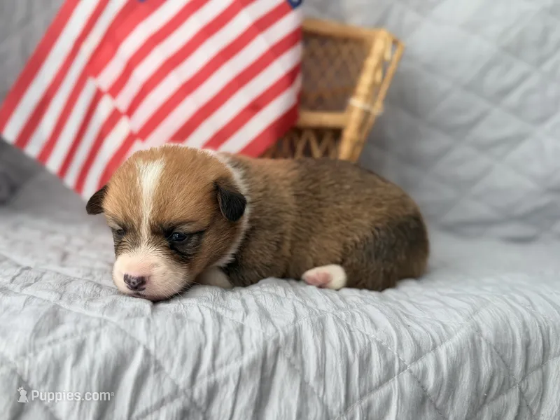 Maverick – Pembroke Welsh Corgi puppy for sale in Verona, MO