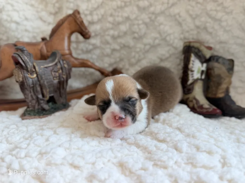 Lorie – Pembroke Welsh Corgi puppy for sale in Verona, MO
