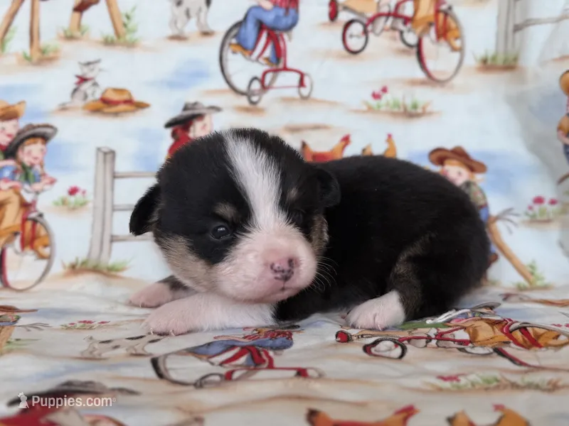 Gus – Pembroke Welsh Corgi puppy for sale in Verona, MO