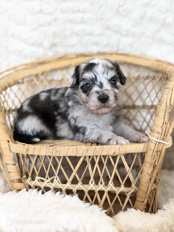 Tripp- Toy – Miniature Aussiedoodle puppy for sale in Verona, MO
