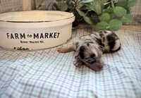 Tripp, a male Miniature Aussiedoodle for sale in Verona, MO – Photo 3 of 4